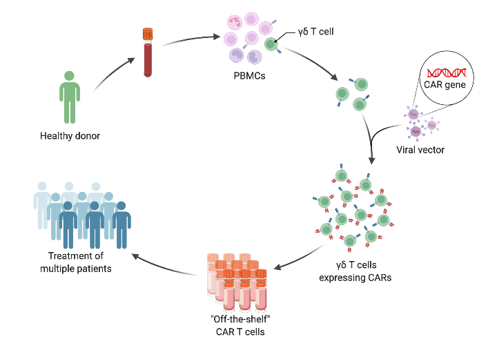 Allogeneic Cancer Immunotherapy Using CAR γδ T Cells | BioRender ...