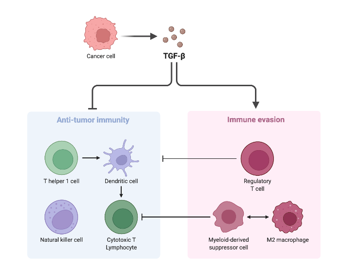Immune Suppressive Effects of TGF-ꞵ in the Tumor Microenvironment ...