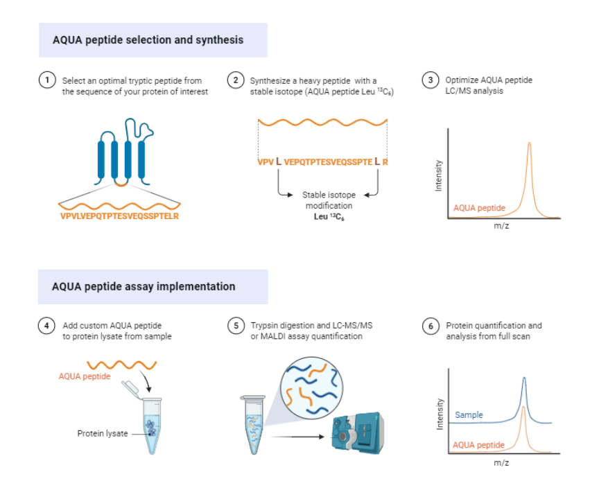 AQUA Peptide Assay BioRender Science Templates