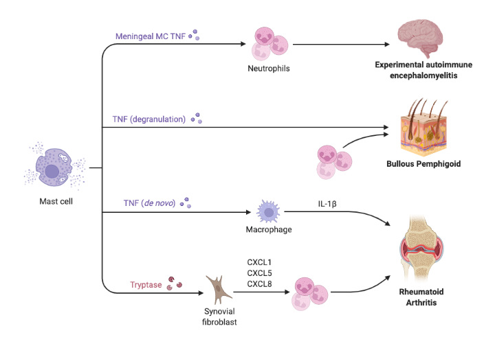 Role of Mast Cells in Autoimmune Disease Models | BioRender Science ...