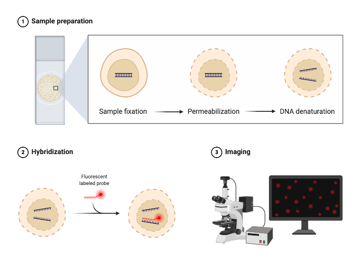 Fluorescence In Situ Hybridization (FISH) | BioRender Science Templates