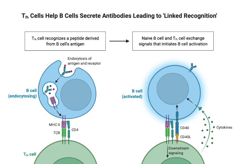 Tfh Cells Help B Cells Secrete Antibodies Leading to 'Linked