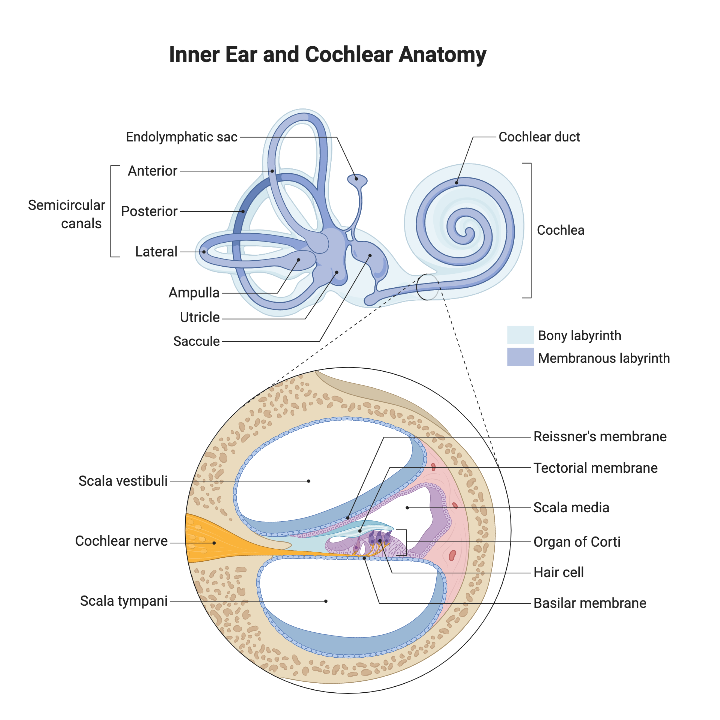 Ear Cochlea Diagram