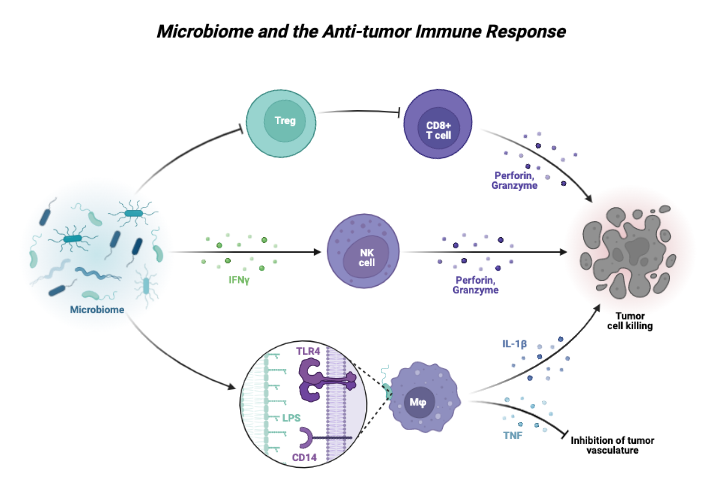 Microbiome and the Anti-tumor Immune Response | BioRender Science Templates