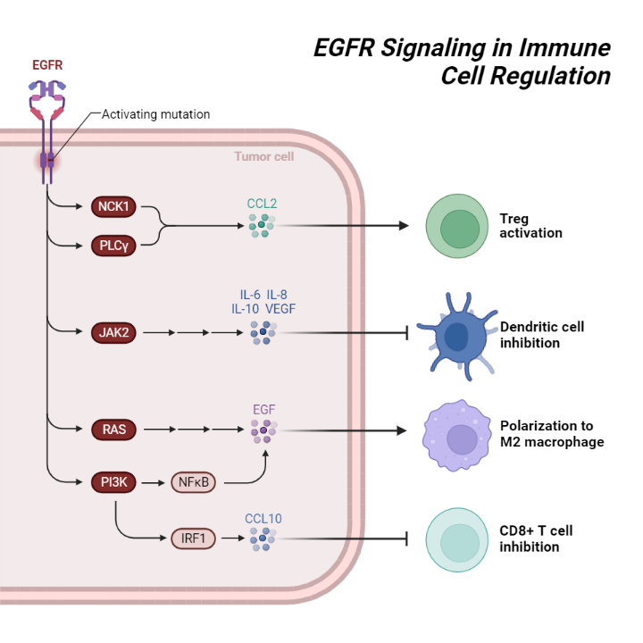EGFR Signaling and Immune Stimulations | BioRender Science Templates