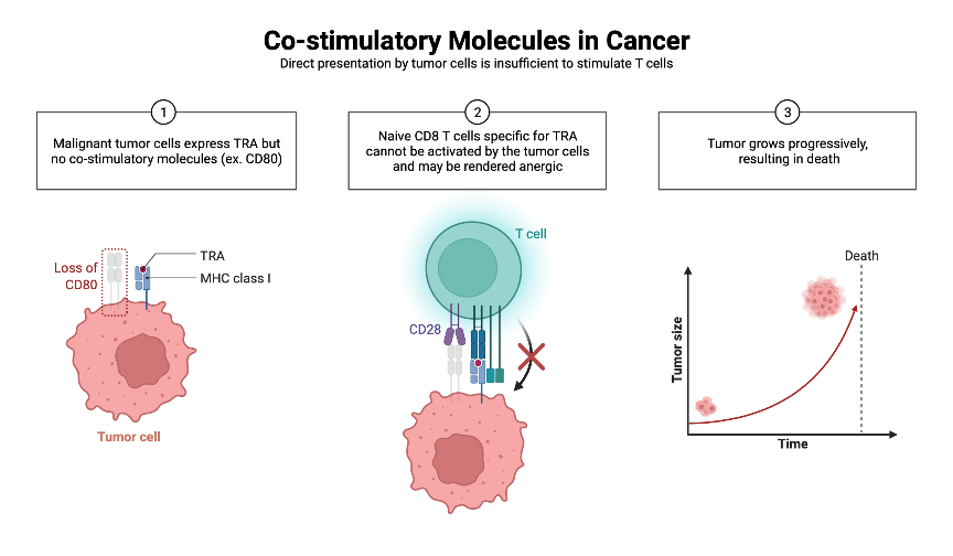 co-stimulatory-molecules-in-cancer-biorender-science-templates