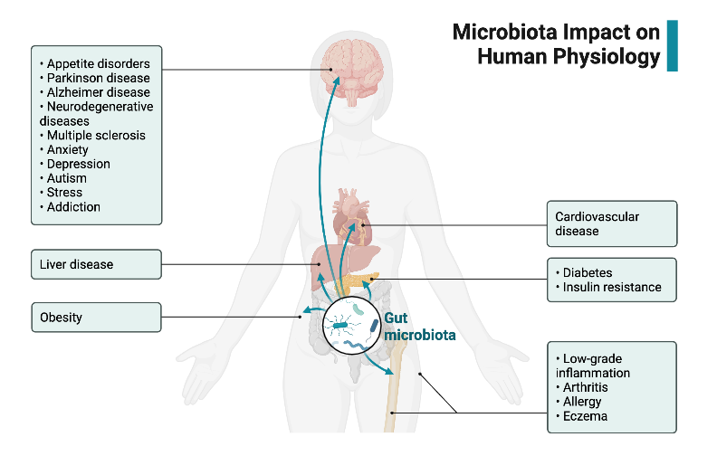 Microbiota Impact on Human Physiology | BioRender Science Templates