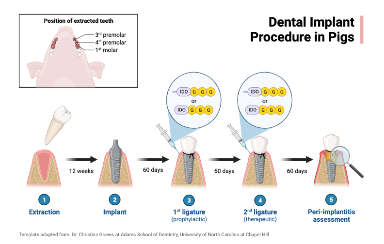 Dental Implant Procedure in Pigs BioRender Science Templates