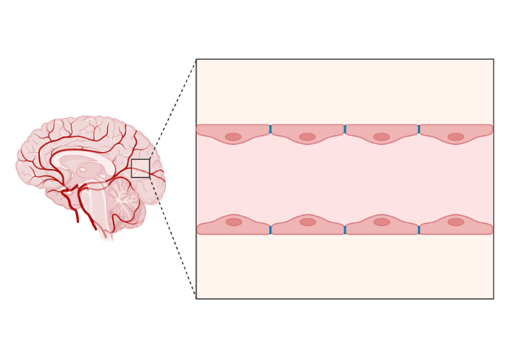 Brain Artery Callout (Layout) | BioRender Science Templates