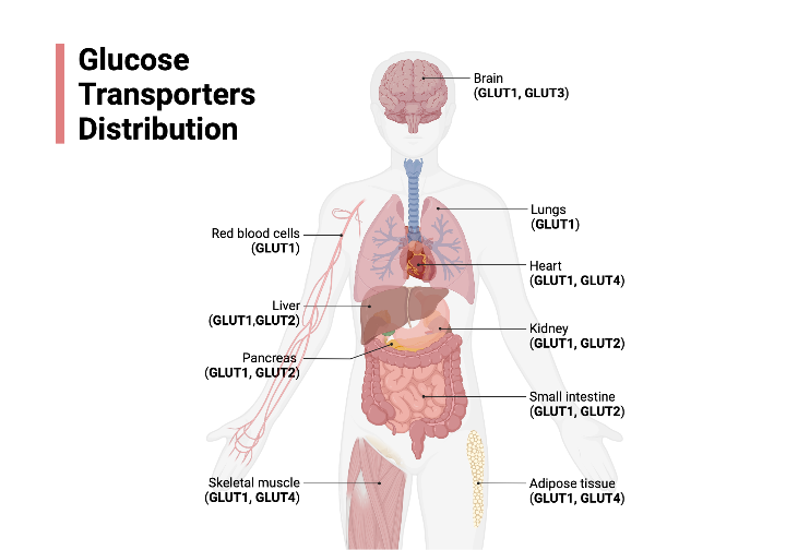 Glucose Transporters Distribution | BioRender Science Templates
