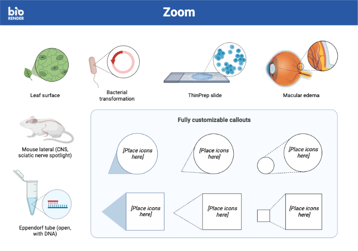 Icon Pack - Zoom | BioRender Science Templates