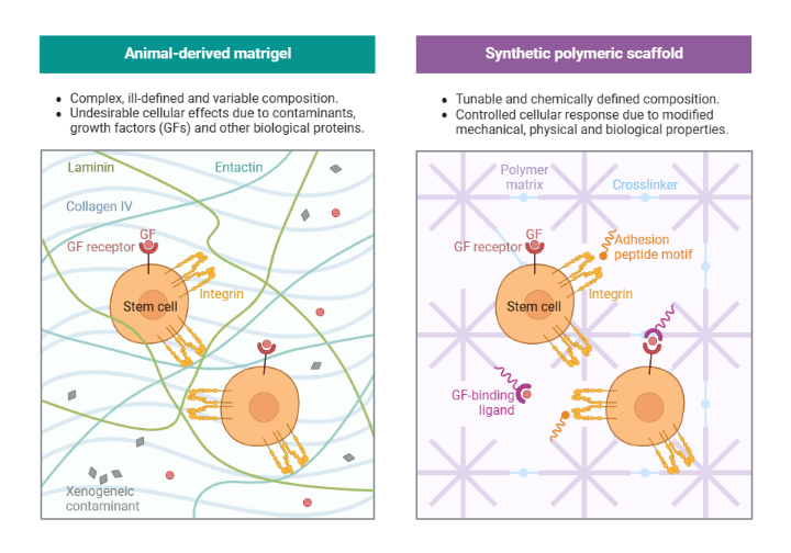 Comparison of Matrigel and Synthetic Scaffolds BioRender Science