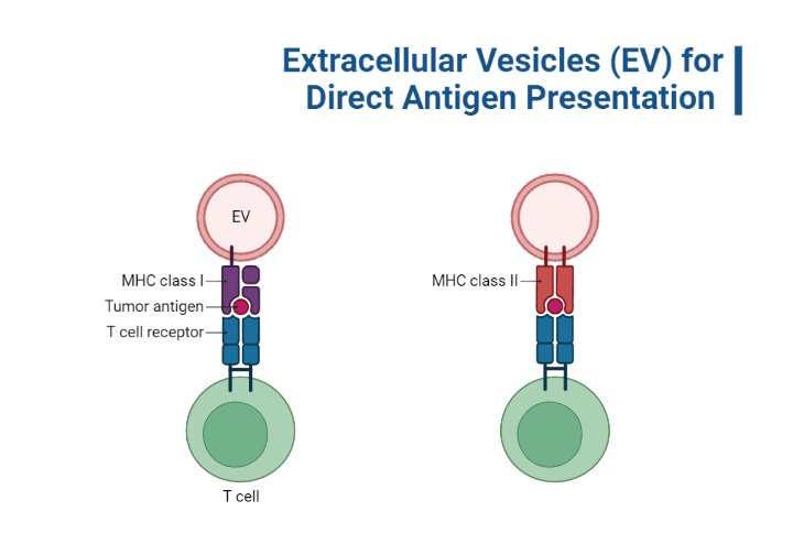Extracellular Vesicles (EV) for Direct Antigen Presentation BioRender Science Templates