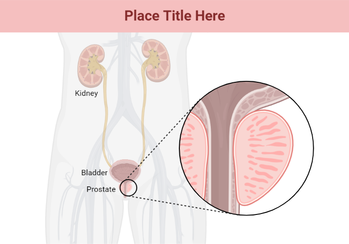 prostate-callout-layout-biorender-science-templates