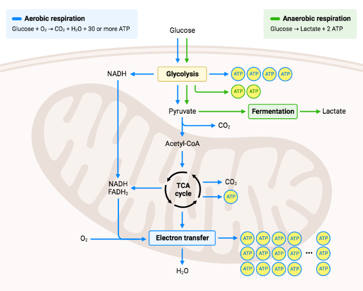Cellular Respiration BioRender Science Templates