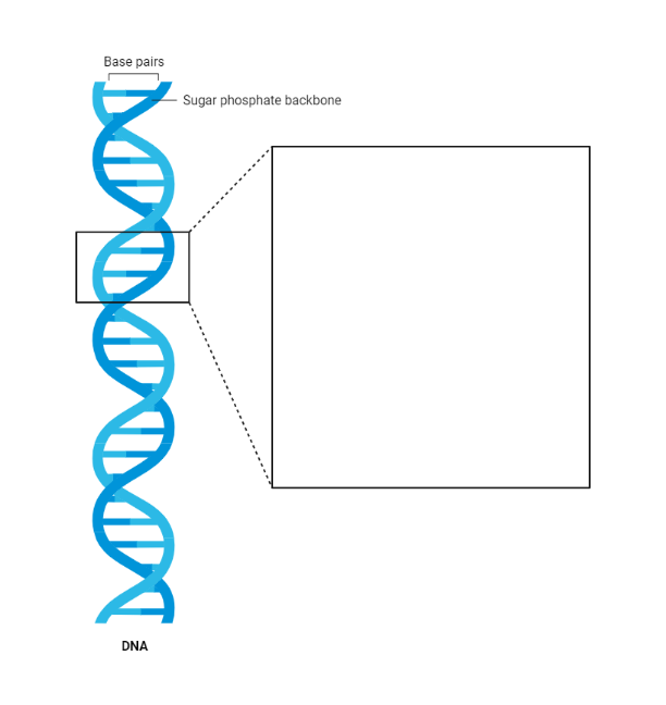 Dna Callout Layout Biorender Science Templates Dna Callout Layout Biorender Science Templates