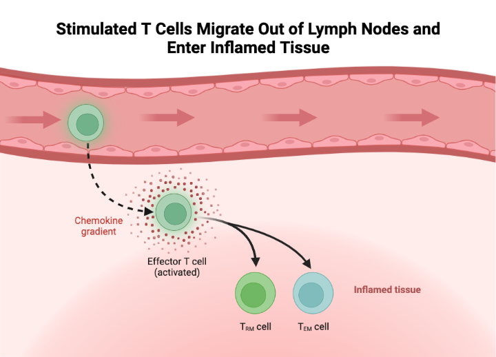 Stimulated T Cells Migrate Out of Lymph Nodes and Enter Inflamed Tissue