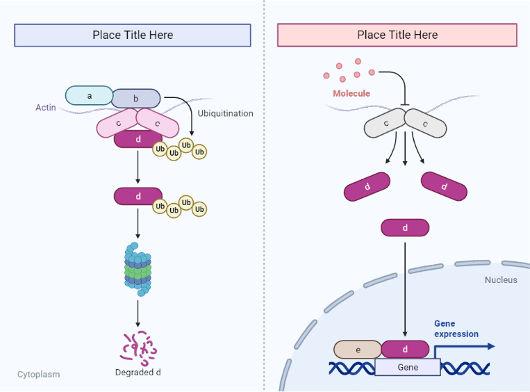 Ubiquitin-Mediated Protein Degradation Comparison (Layout) Biology Diagrams
