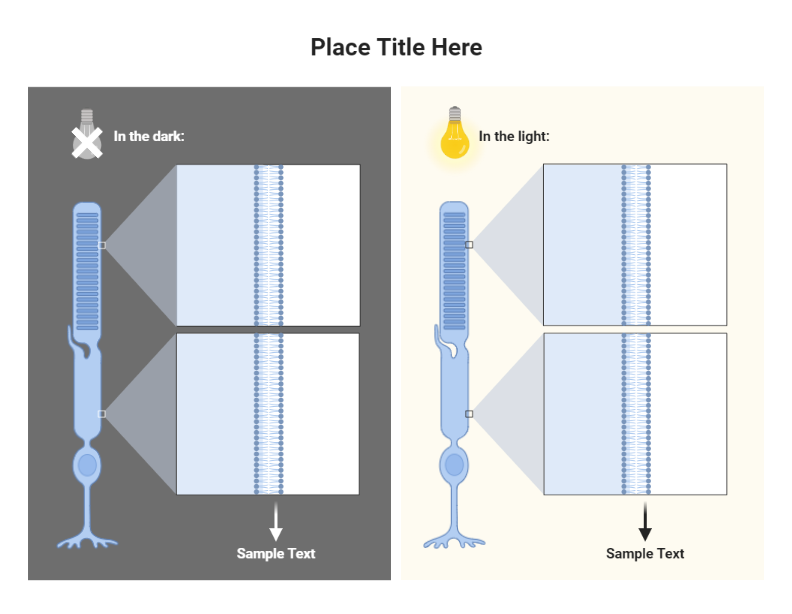 Photoreceptors, Dark vs Light Comparison (Layout) | BioRender Science ...