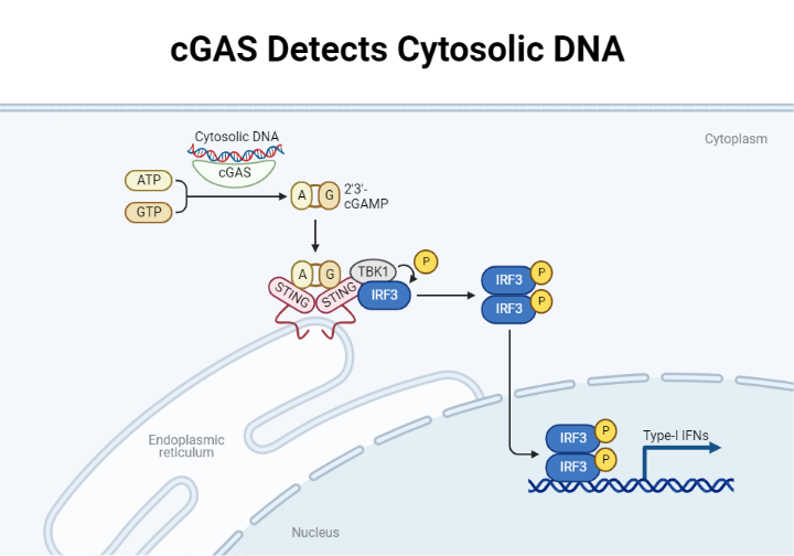 cGAS Detects Cytosolic DNA | BioRender Science Templates