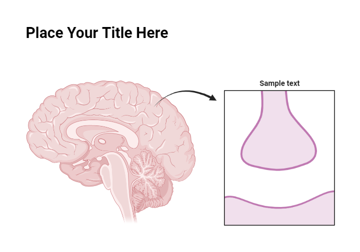 Brain Callout Layout Biorender Science Templates Brain Callout Layout Biorender Science Templates