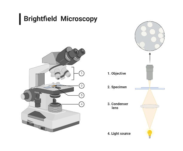 Brightfield Microscopy Biorender Science Templates Brightfield Microscopy Biorender Science Templates