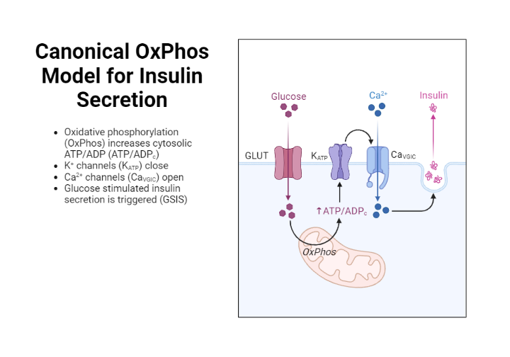 Canonical OxPhos Model for Insulin Secretion | BioRender Science Templates