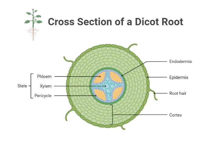 Cross Section Of A Dicot Root BioRender Science Templates