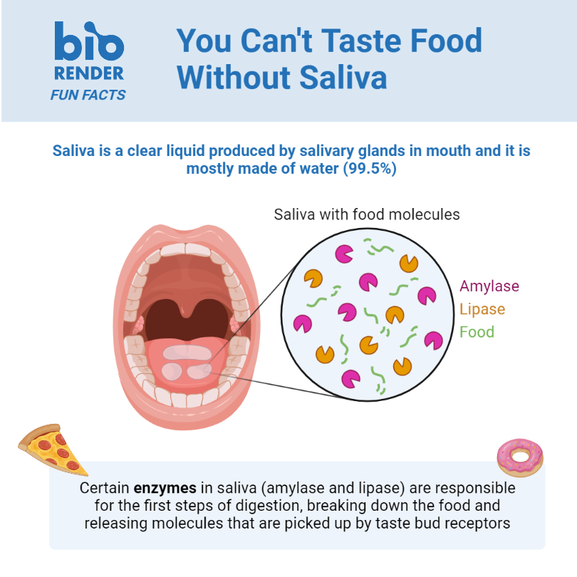 you-can-t-taste-food-without-saliva-biorender-science-templates