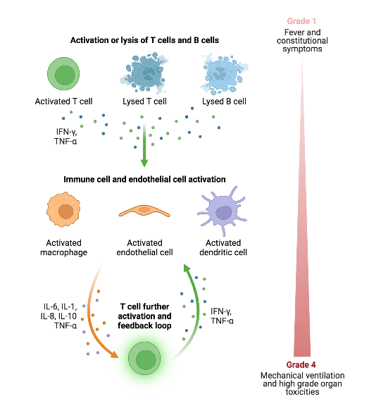 Cytokine Release Syndrome BioRender Science Templates