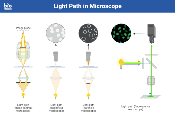 Icon Pack Light Path in Microscope BioRender Science Templates