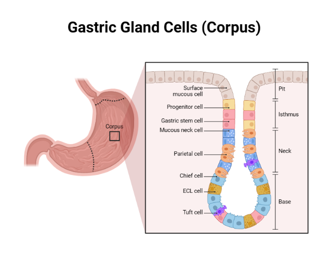 Gastric Gland Cells (Corpus) BioRender Science Templates