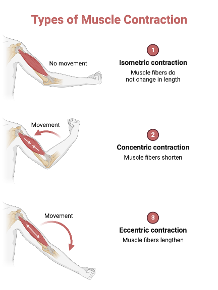 Types Of Muscle Contraction BioRender Science Templates