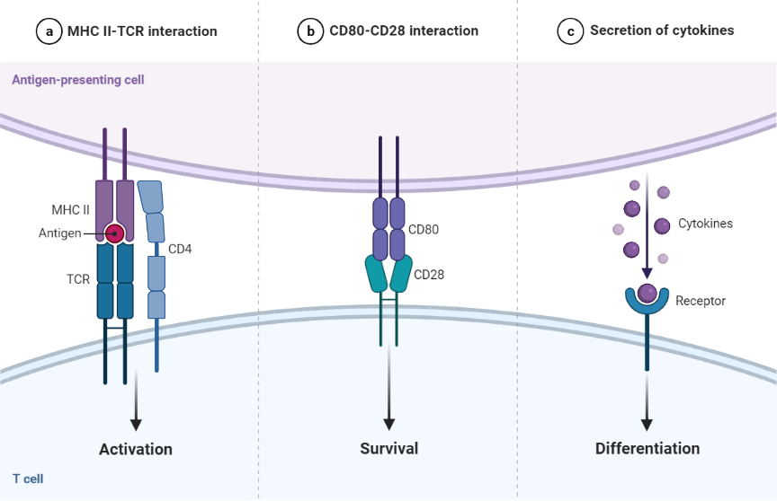 Three Signals Required For T Cell Activation BioRender Science Templates
