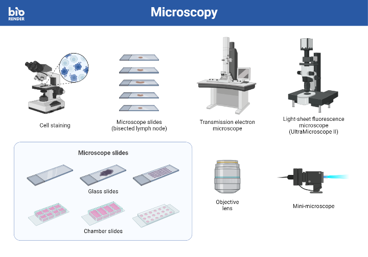 Icon Pack Microscopy Biorender Science Templates Icon Pack Microscopy Biorender Science Templates