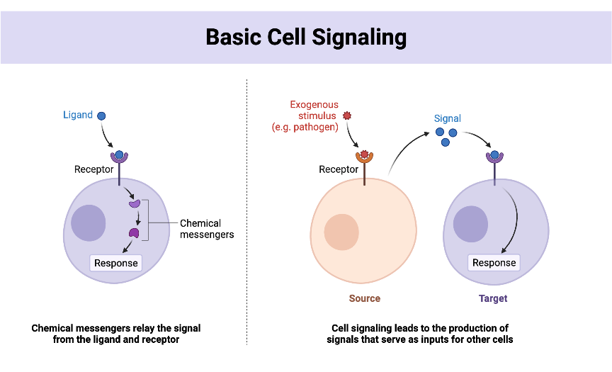 Basic Cell Signaling | BioRender Science Templates