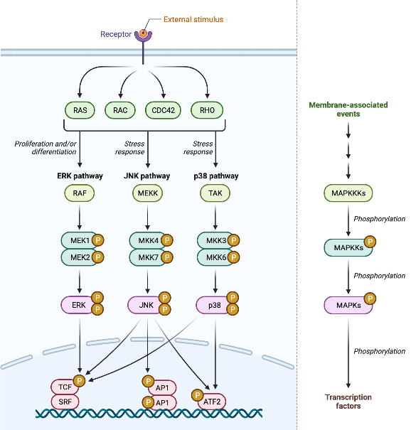 Three Major MAP Kinase Pathways: ERK, JNK, p38 | BioRender Science ...