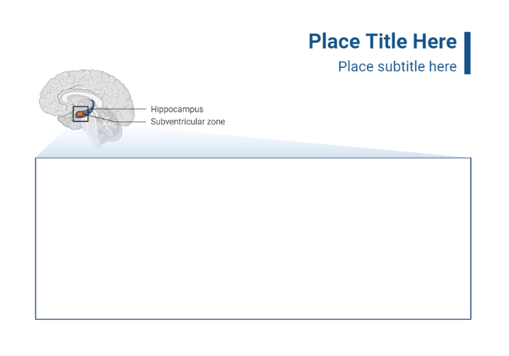 Hippocampus Callout (Layout) | BioRender Science Templates