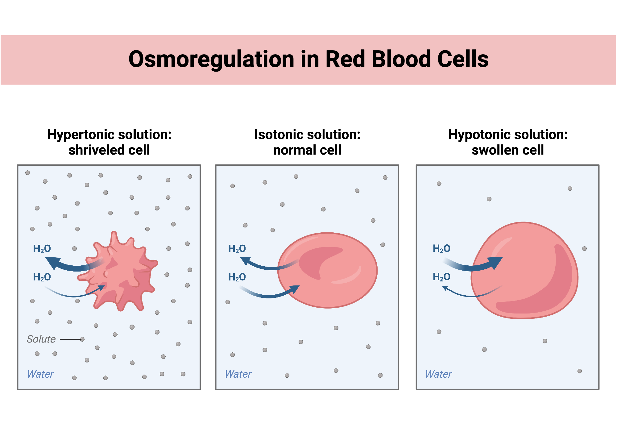 Osmoregulation in Red Blood Cells BioRender Science Templates