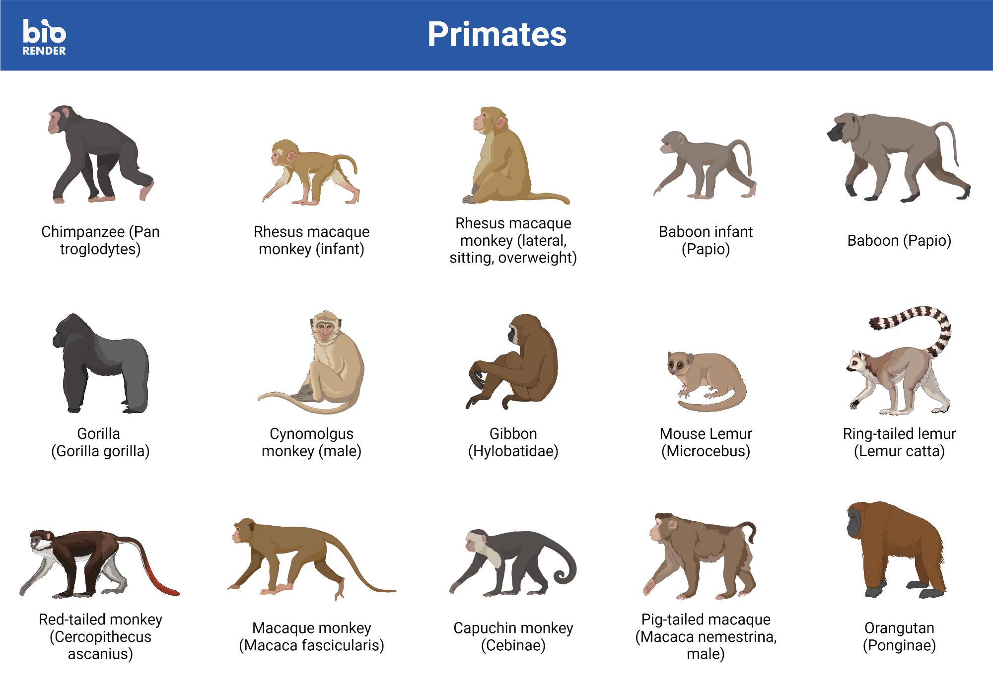 List Of Monkeys With Pictures