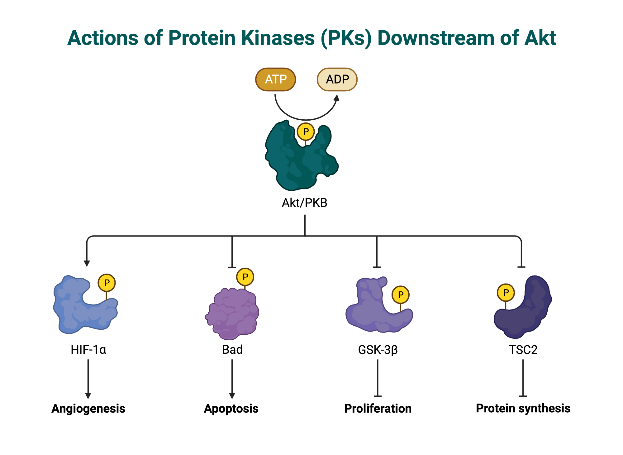 Actions of Protein Kinases (PKs) Downstream of Akt BioRender Science
