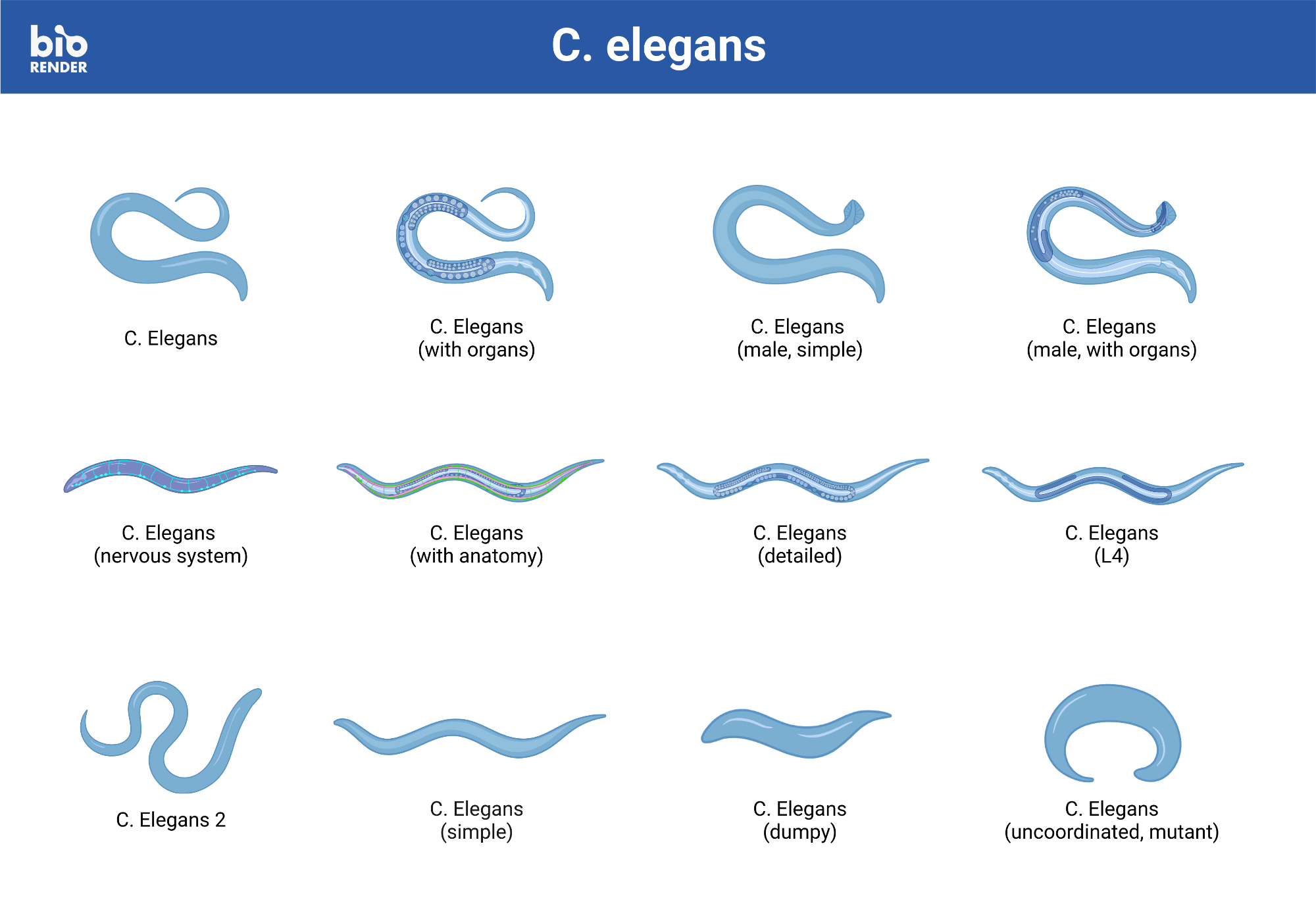 Icon Pack - C. elegans | BioRender Science Templates