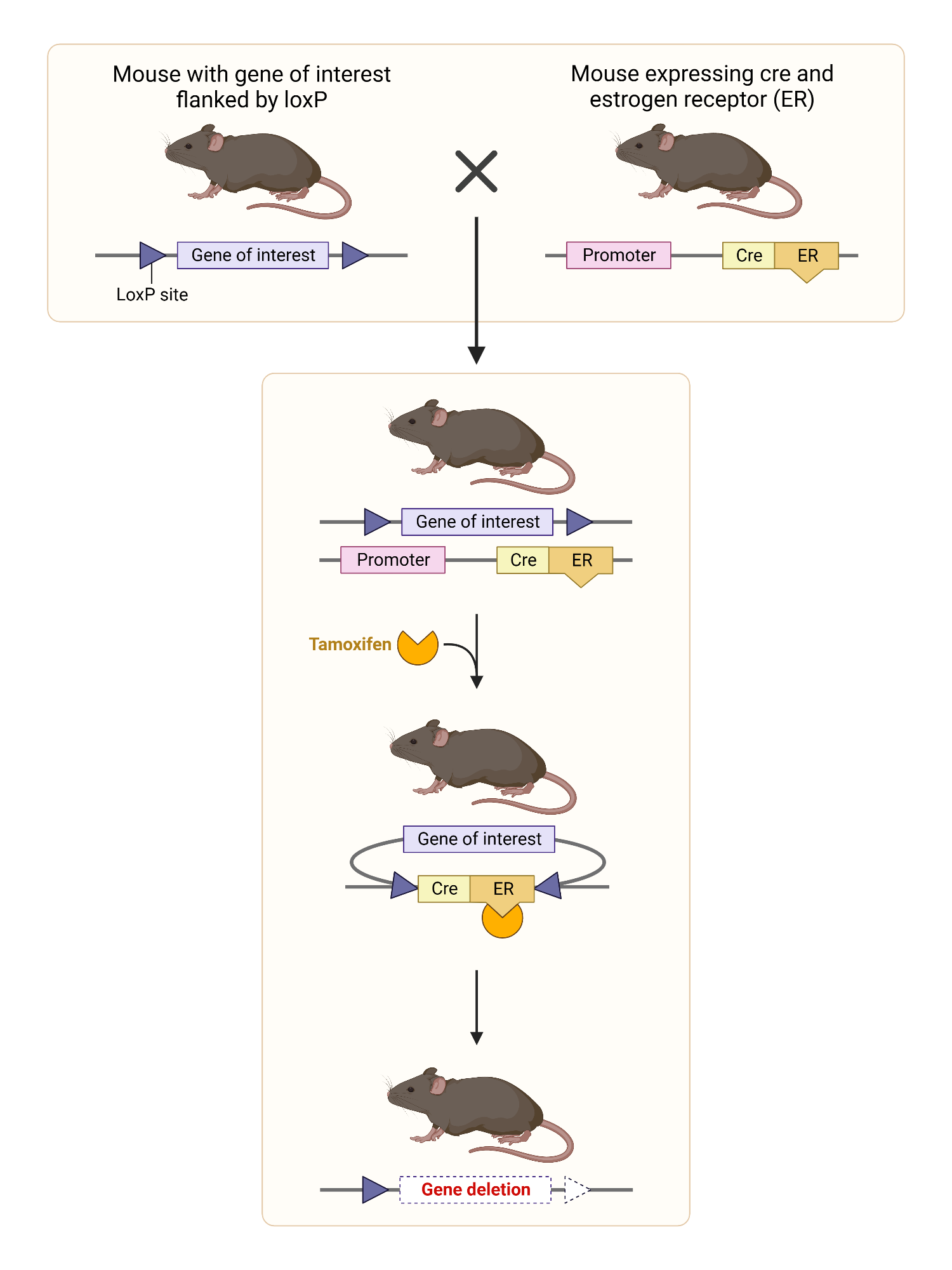 TamoxifenInduced Gene Deletion in Mouse Model BioRender Science
