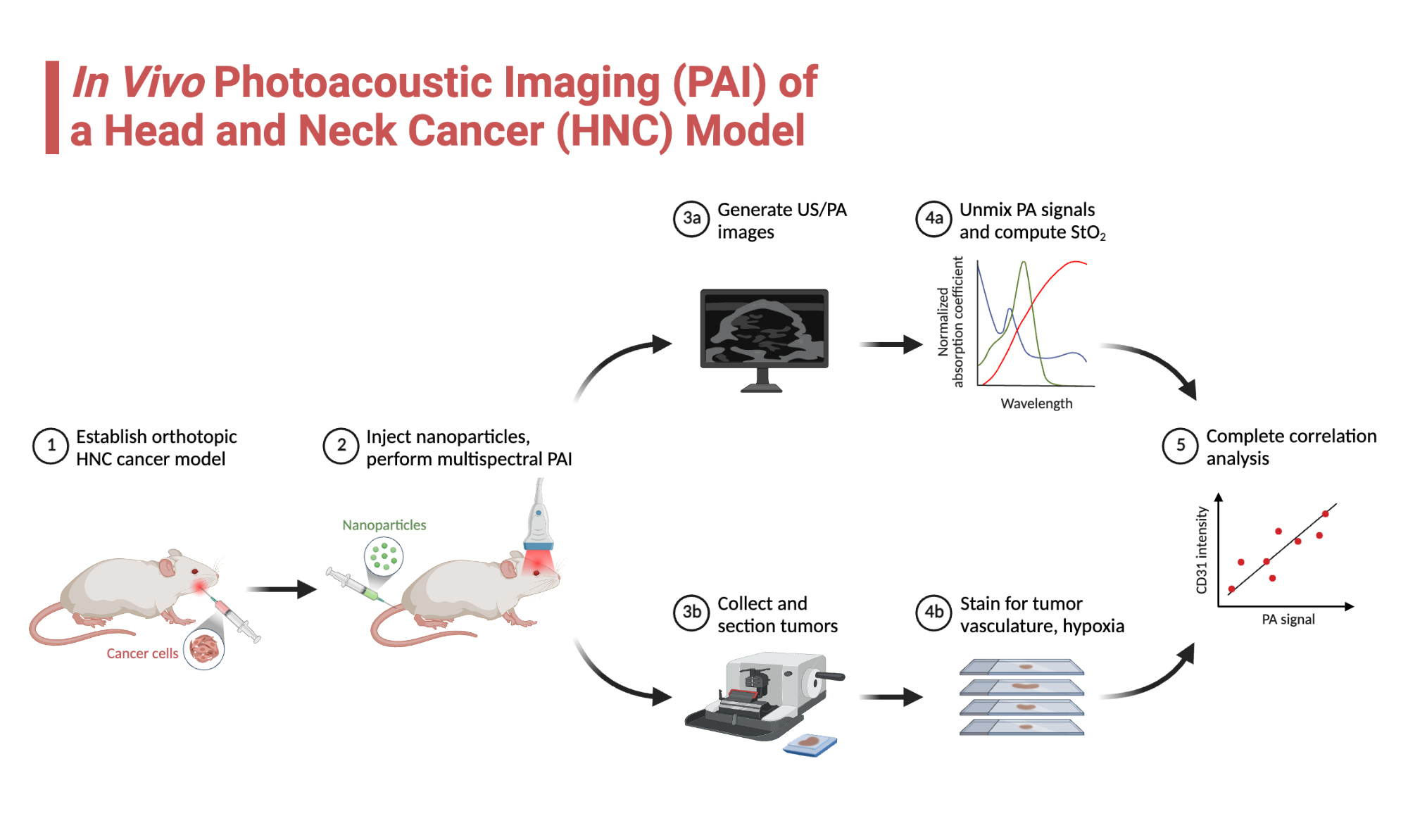 In Vivo Photoacoustic Imaging (PAI) of a Head and Neck Cancer (HNC ...