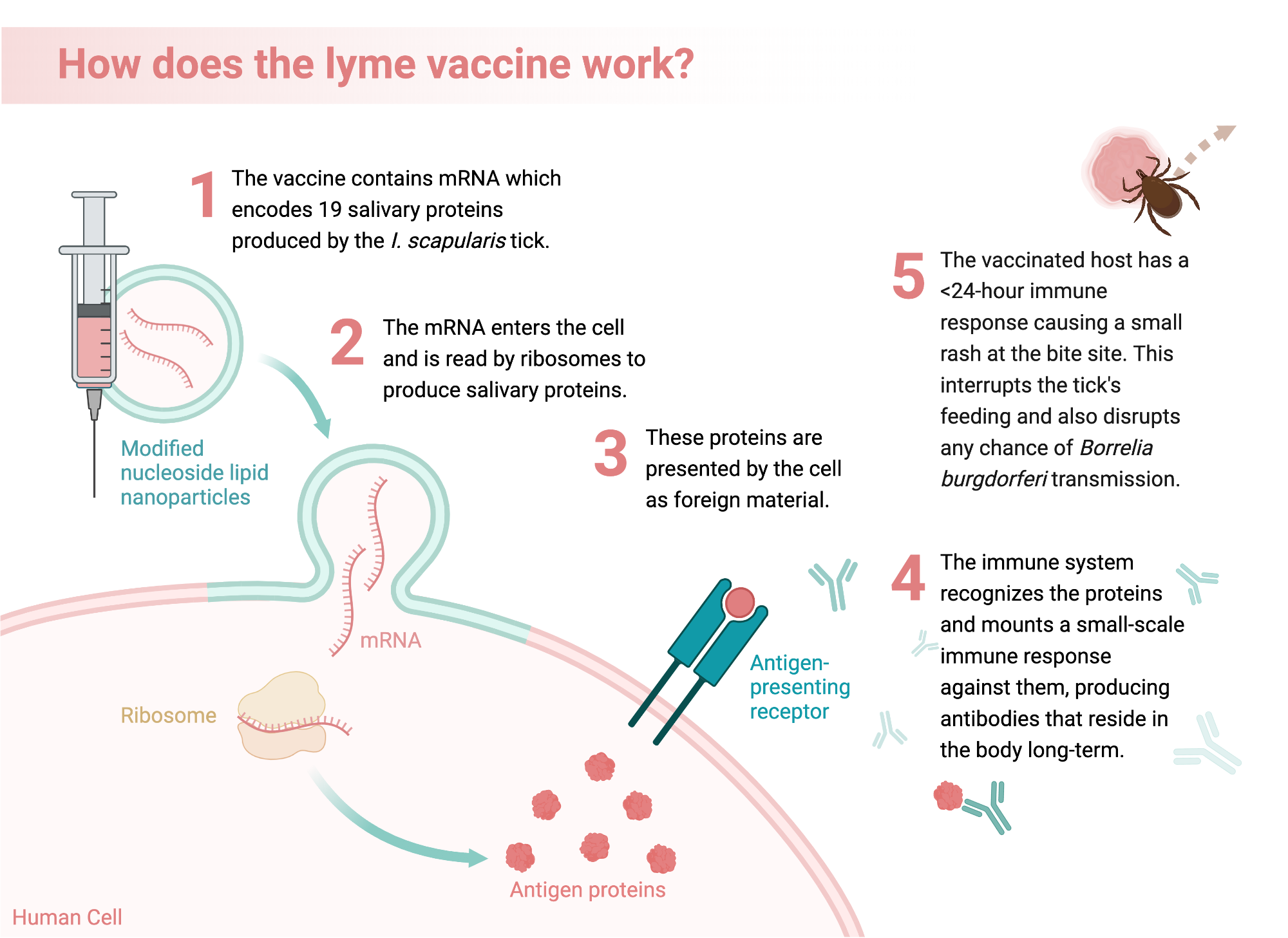 Lyme mrna vaccine mechanism of action biorender science templates