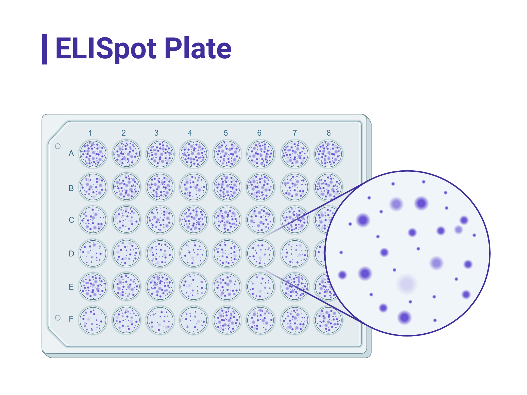 ELISpot Plate BioRender Science Templates