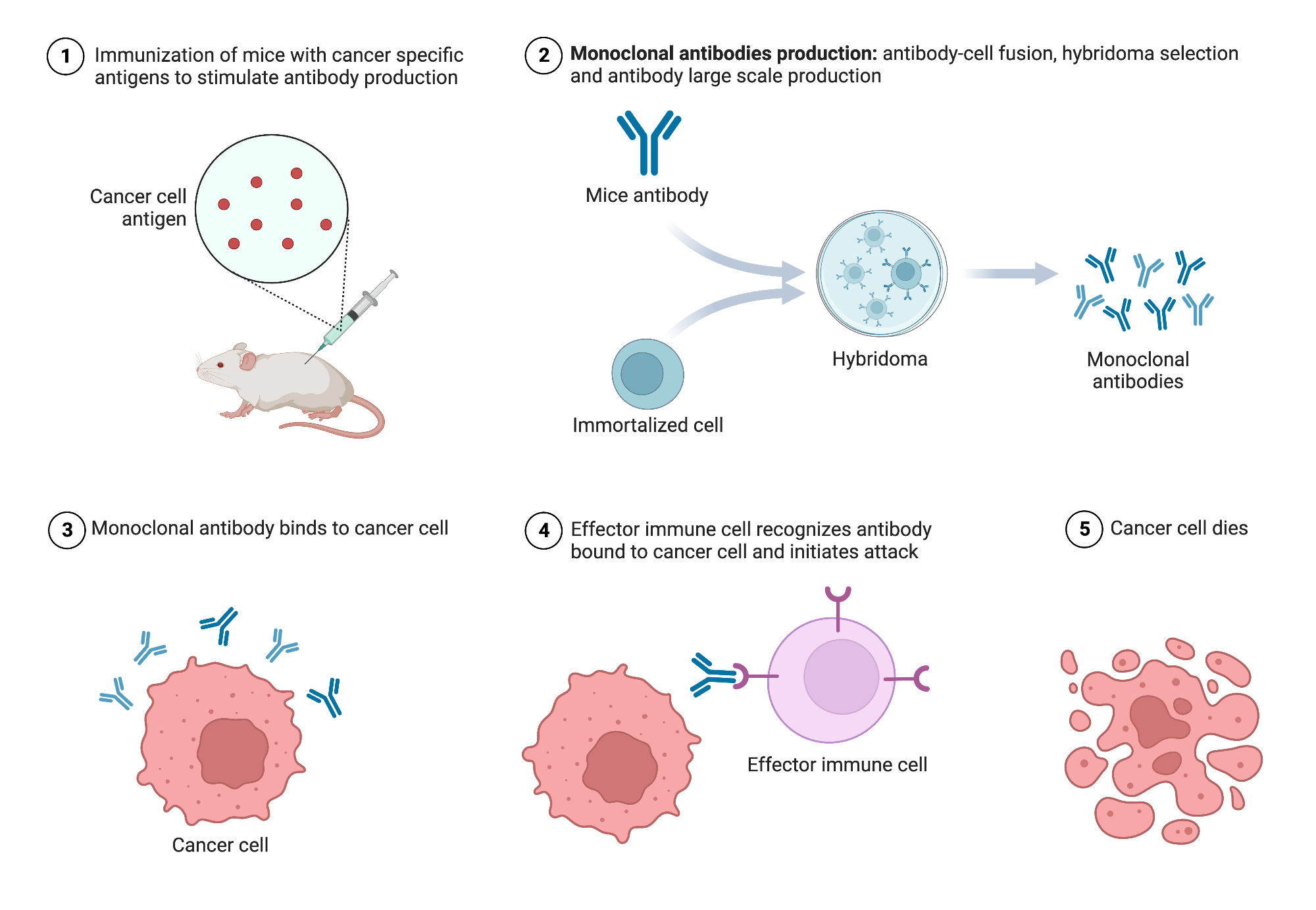 Monoclonal antibodies for immunotherapy biorender science templates