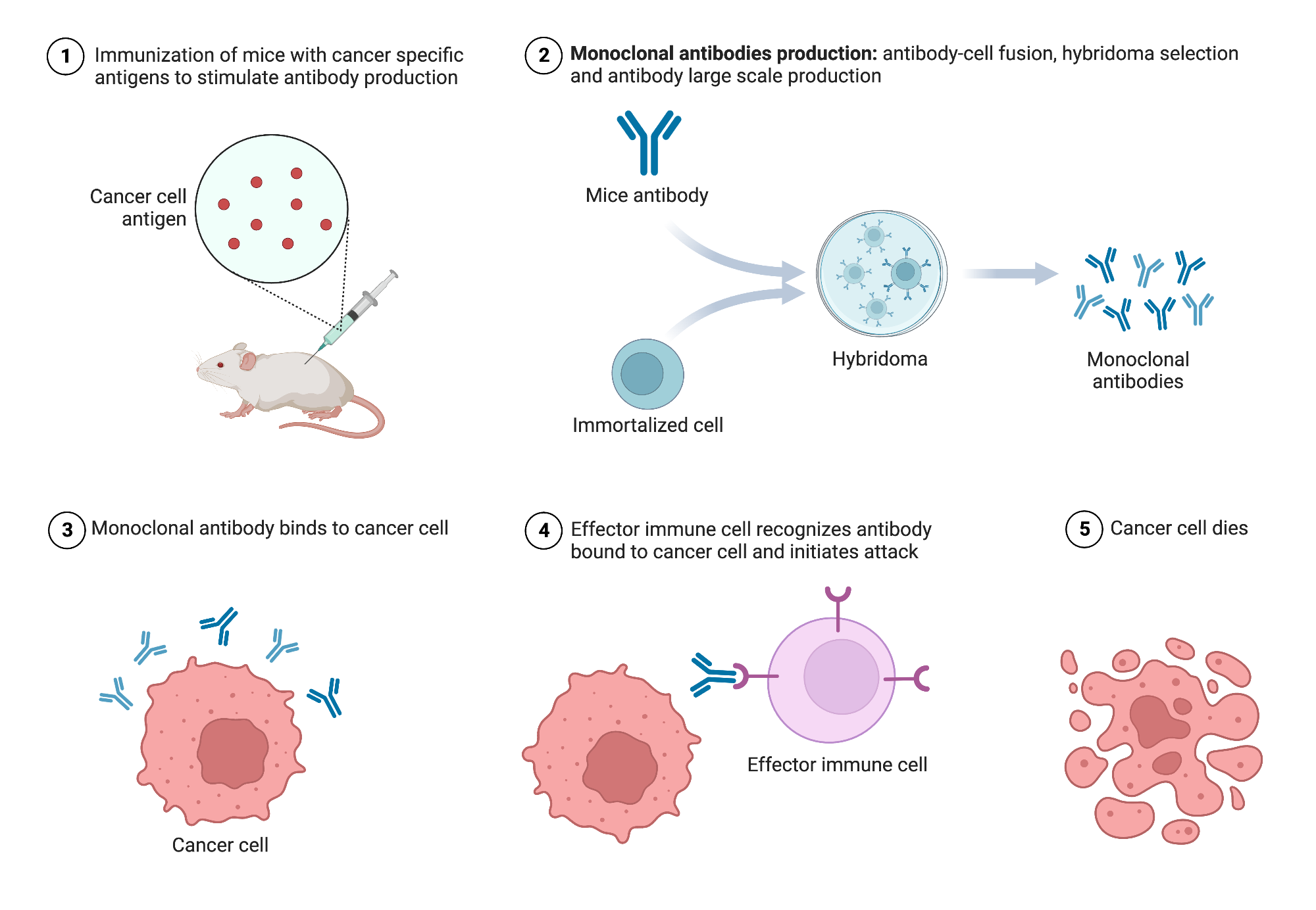 An editable high resolution scientific image depicting Monoclonal Antibodies for Immunotherapy