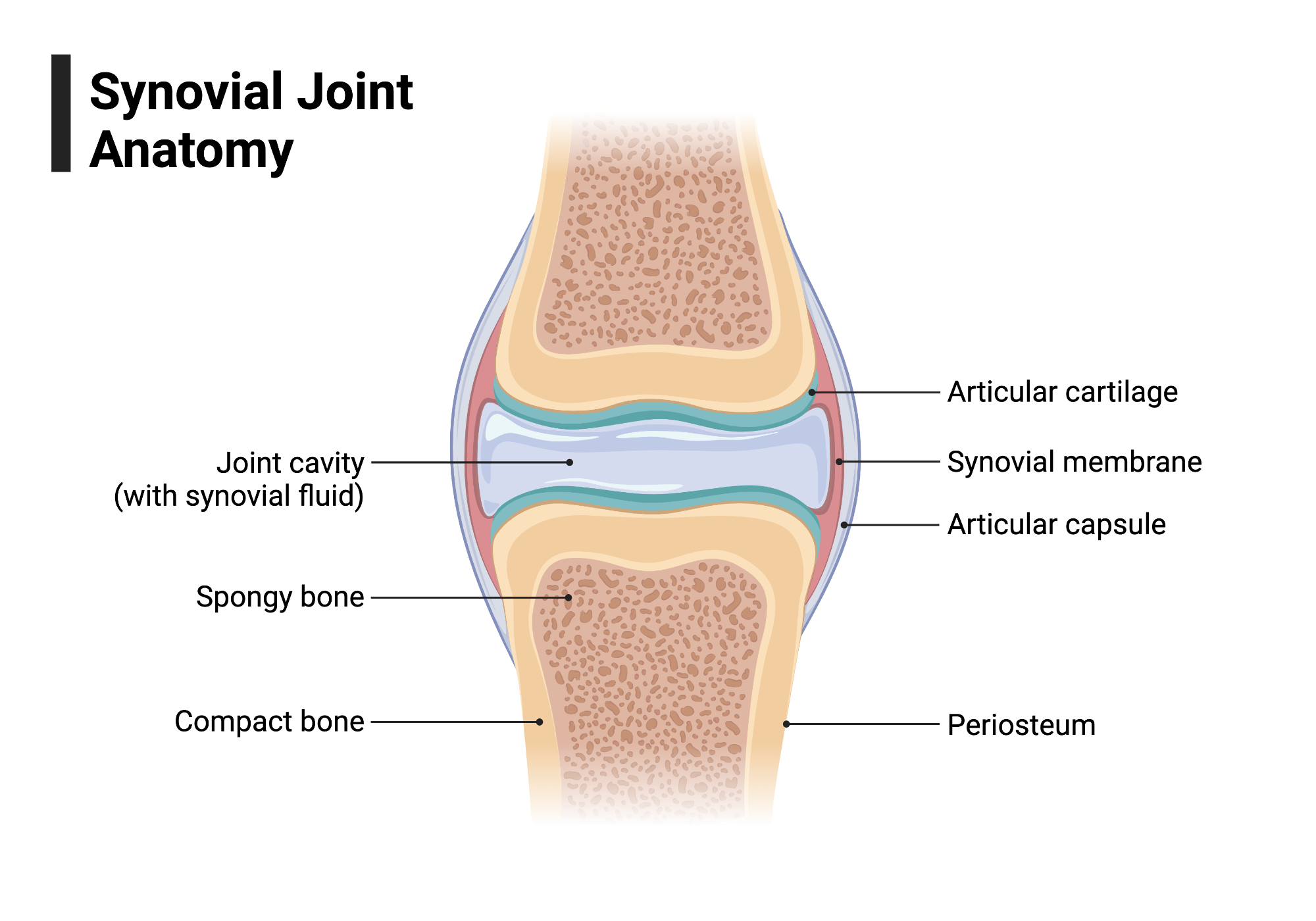 Synovial Joint Anatomy BioRender Science Templates