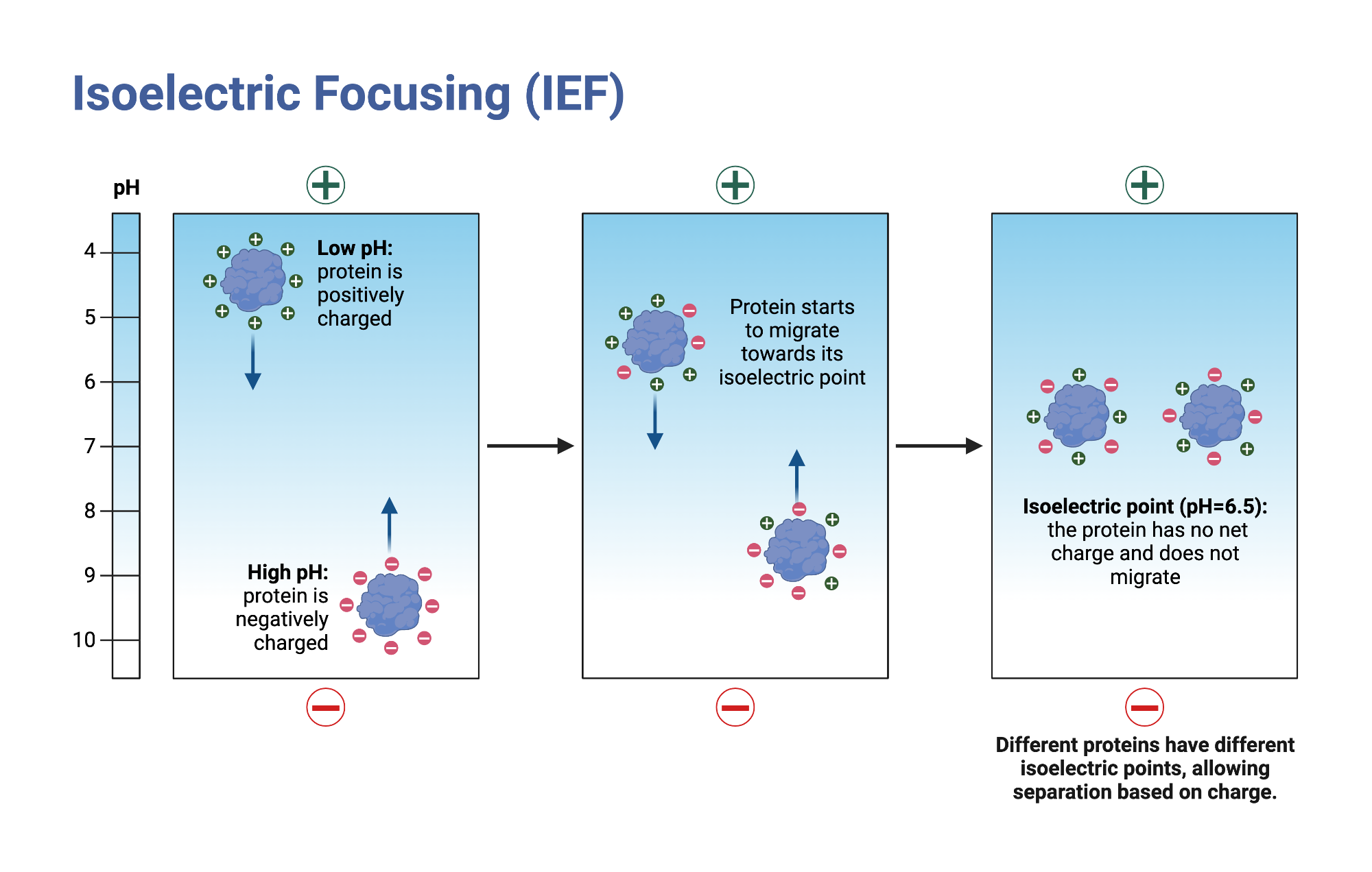 Isoelectric Focusing IEF BioRender Science Templates